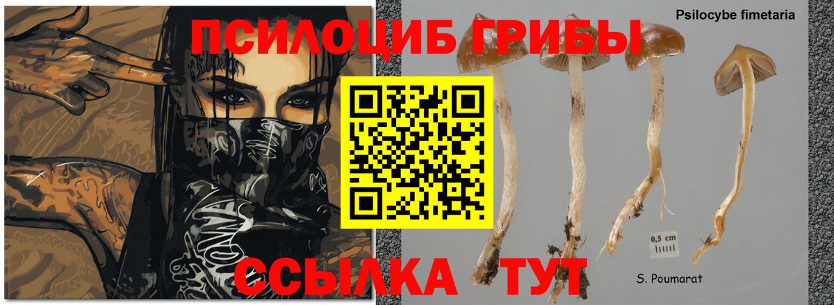 Ишимбай  Галлюциногенные грибы мухоморы  Галлюциногенные грибы мухоморы  Вход с VPN 